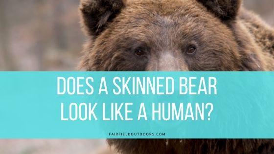 What Does a Skinned Bear Resemble?