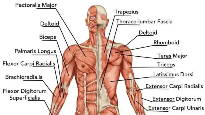 upper body muscle groups